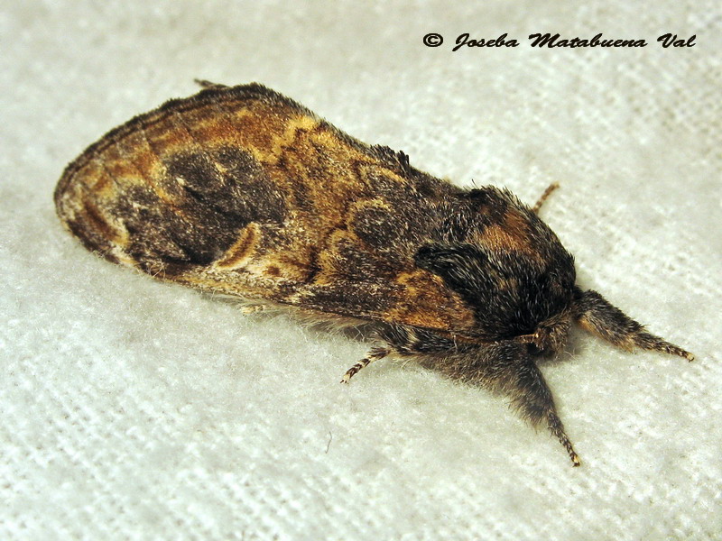Notodonta tritophus - Notodontinae